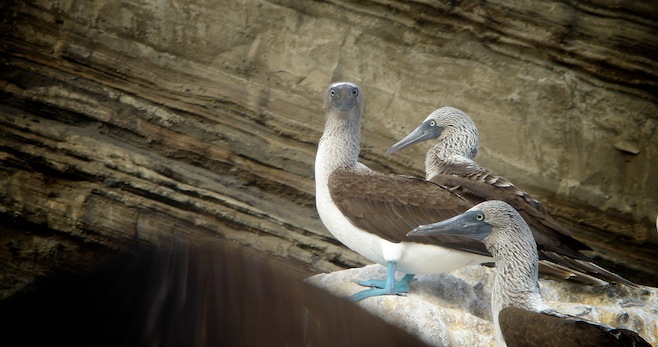 Gal Galapagos Blue Footed Boobie.JPG (125635 bytes)